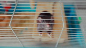 Pet rat in a cage / Close up. Shot of pet rat inside a cage.