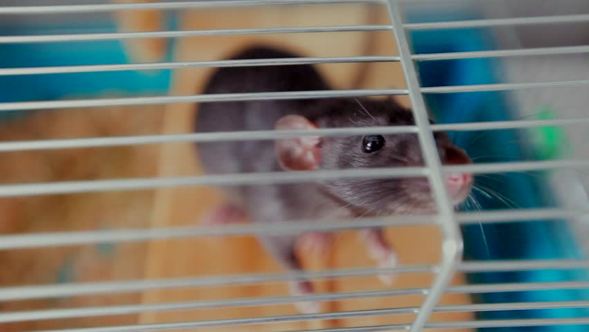Pet rat in a cage / Close up. Shot of pet rat inside a cage.