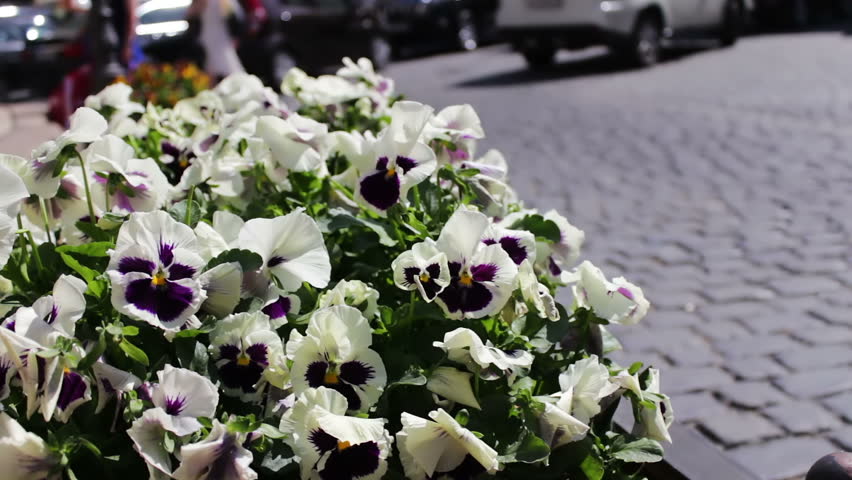 Beautiful flowers of white petunia in a flower-bed on the street of the old city of Baku, Azerbaijan