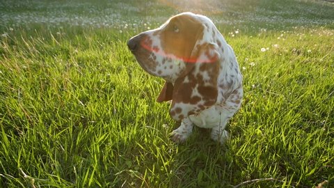Basset hound on the grass