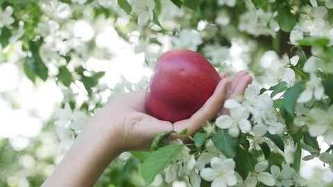 Apple in hand in the garden of apples