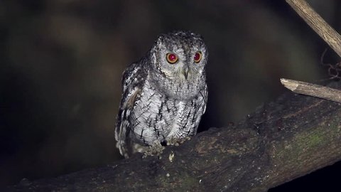 In the night Oriental Scops Owl standing in the branch waiting for food at the forest southern Thailand