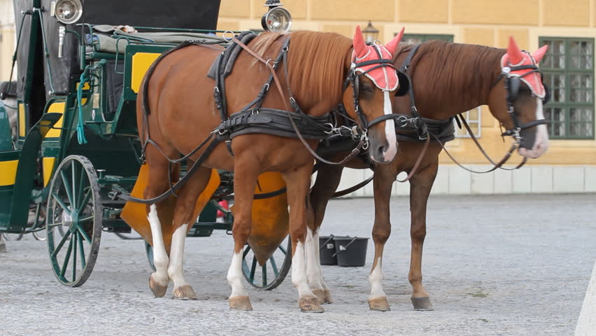Carriage with horses for hire in Vienna Austria in front of Schonbrunn Palace