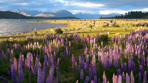 Time Lapse Beautiful Lupine の動画素材 ロイヤリティフリー Shutterstock