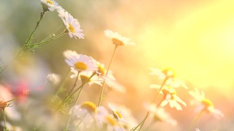 Chamomile flowers field close up with sun flares. Daisy flowers. Beautiful nature scene with blooming medical chamomilles in sun flare. Sunny day. Summer flowers. Camomille background. 4K UHD video