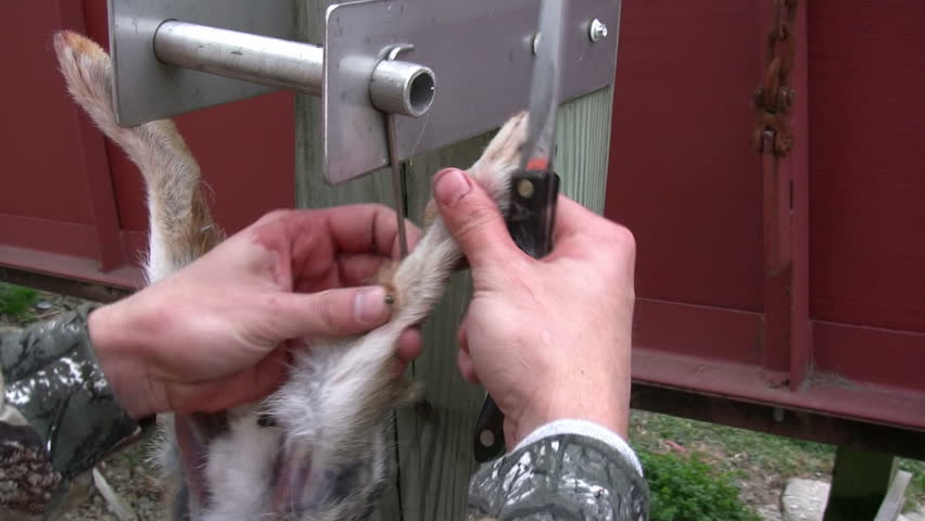 Rabbit being skinned