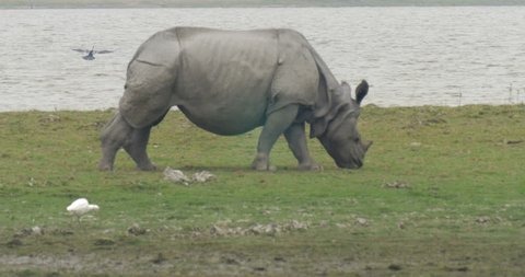 Asian Rhino Grazing in grass at ranthambore national park India