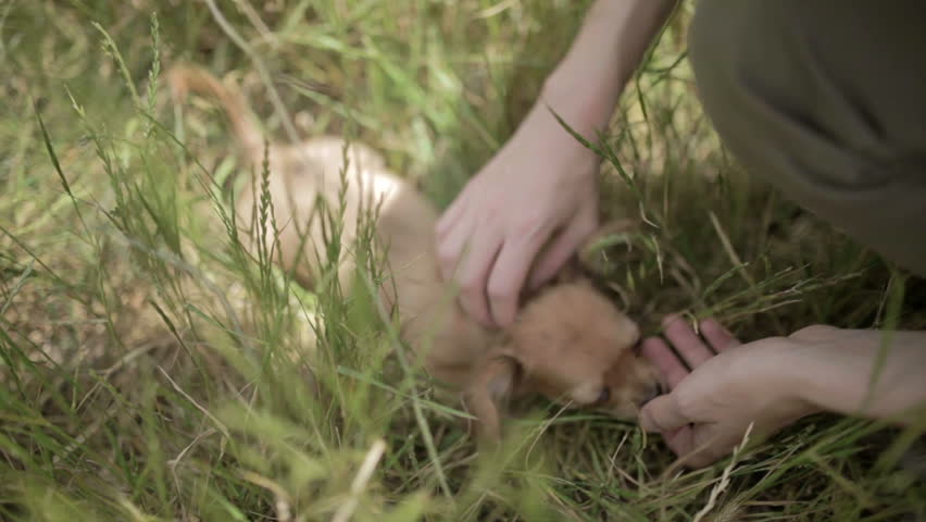young woman stroking small puppy of chihuahua dog outdoors in nature