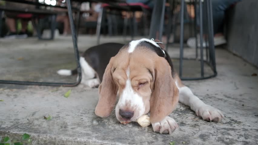 basset hound apartment