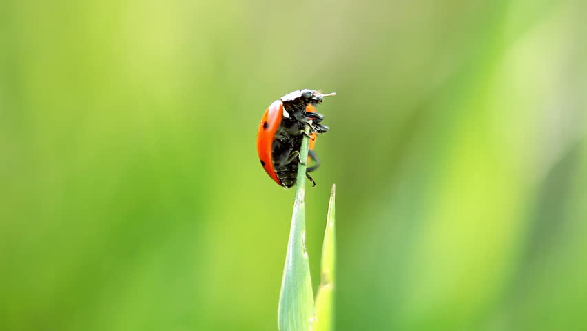 Ladybug on the grass, macro view