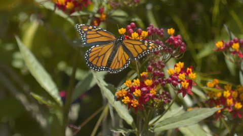 Monarch Butterfly On Milkweed Slow Motion Take off 1500fps