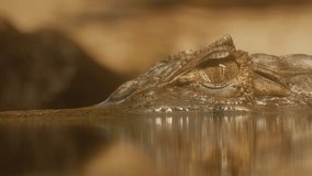 Ungraded: The eye of the crocodile caiman alligator (Caiman crocodilus), looking out from under the surface of the water, looks directly at the viewer, and then closes. (av40143u)