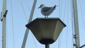 Seagull sitting on the street lamps
