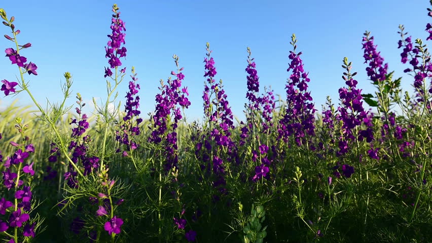 Purple Flowers In Wheat Field Stock Footage Video 100 Royalty Free 27923821 Shutterstock