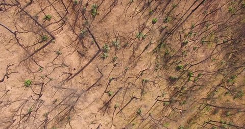 Aerial drone view of Dead trees ravaged by wildfire in california