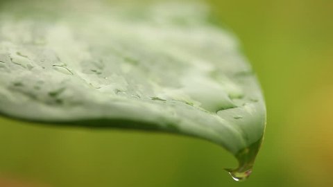 Extreme close up of Rain drop falling over fresh green leaf with extreme shallow depth of field.
 Stock Video