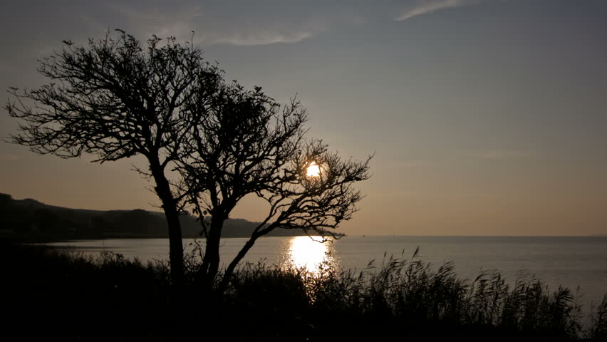 Timelapse of a beautiful sunset in the Baltic Sea with a tree in the foreground