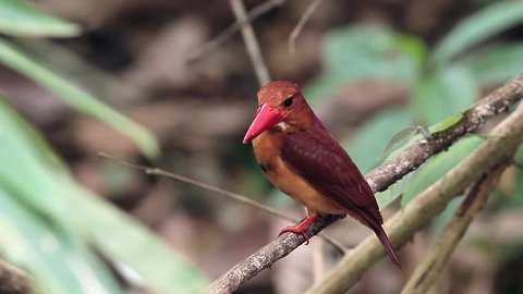 Ruddy Kingfisher standing in the branch at the Tropical rainforest Thailand