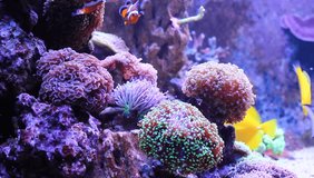 Coral Reef Aquarium scene
