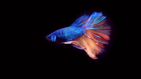 The colourful Siamese fighting fish Betta splendens, also known as Thai Fighting Fish or betta, is a species in the gourami family which is popular as an aquarium fish