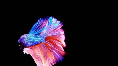 The colourful Siamese fighting fish Betta splendens, also known as Thai Fighting Fish or betta, is a species in the gourami family which is popular as an aquarium fish