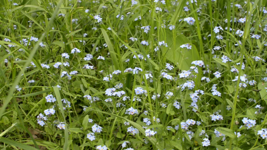 Forget Me Not Flowers With Green Leaves Stock Footage Video 100 Royalty Free Shutterstock