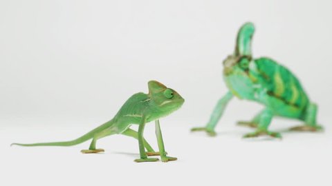 Two green chameleons - father and dother (chamaeleonidae)