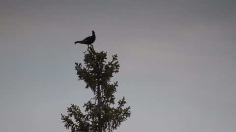 Silhouette of black grouse (tetrao tetrix) sitting on the top of a tree.