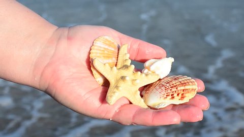 Sea cockleshell in a hand. Beach.