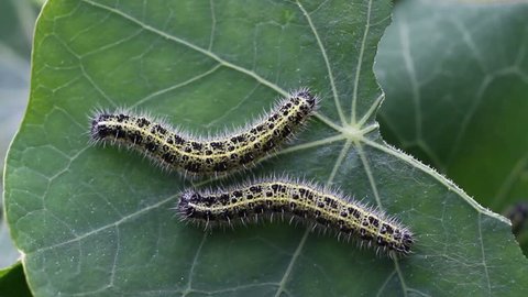 Large White butterfly caterpillars in close up.