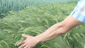 Male hand touching rye in wheat field.