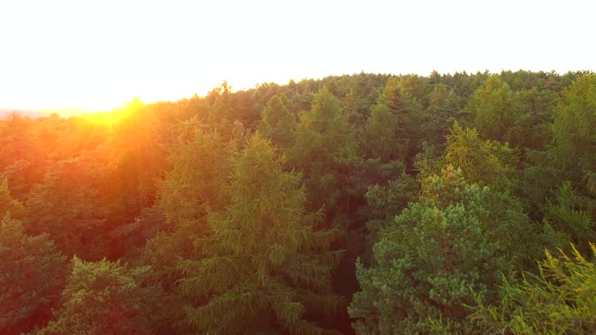Aerial shot of a beautiful green forest. View of the setting sun