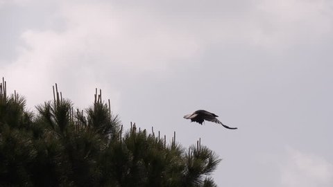 Hooded crow flying on cloudy sky, in slow motion