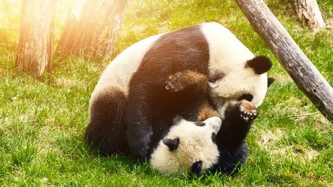 Panda bear playing with baby panda. Animal background, Full HD, 1080p