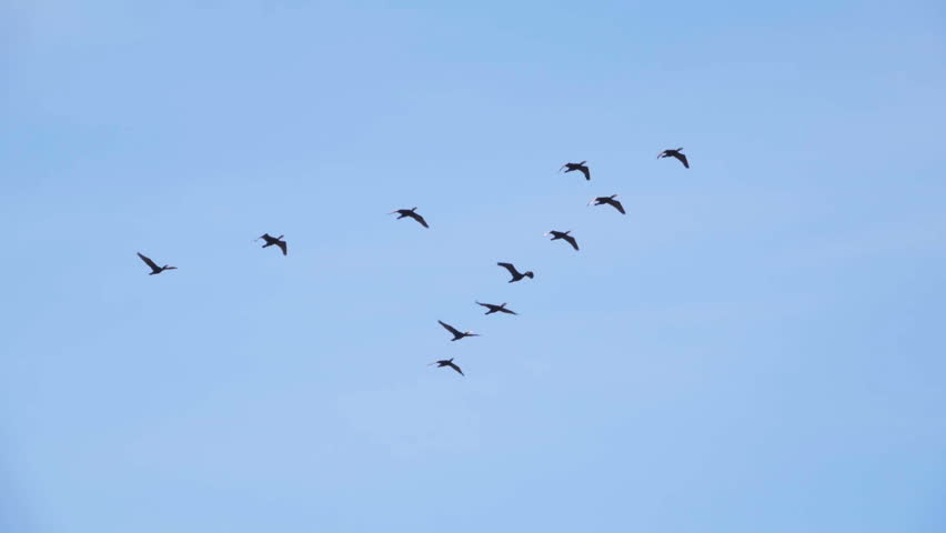 Follow Leaders Flock Of Geese Stock Footage Video 100 Royalty Free Shutterstock