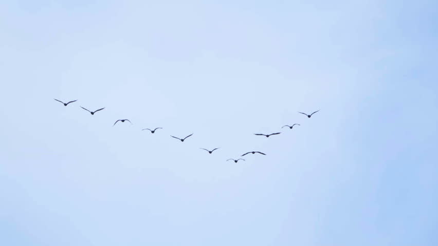 Follow leaders: Flock of  geese flying in an imperfect V formation. Slow motion.  Birds Geese flying in formation, Blue sky background. Migrating Greater birds flying in Formation