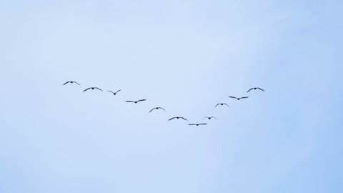 Follow leaders: Flock of  geese flying in an imperfect V formation. Slow motion.  Birds Geese flying in formation, Blue sky background. Migrating Greater birds flying in Formation