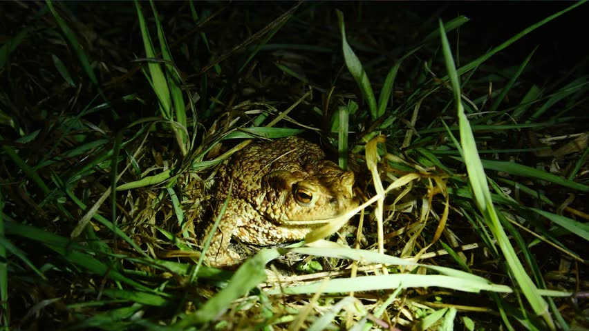 A frog sitting in the green grass, at night.