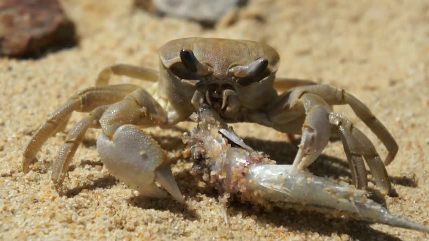 Large Crab Eats a Fish Stock Footage Video (100% Royalty-free) 2795824