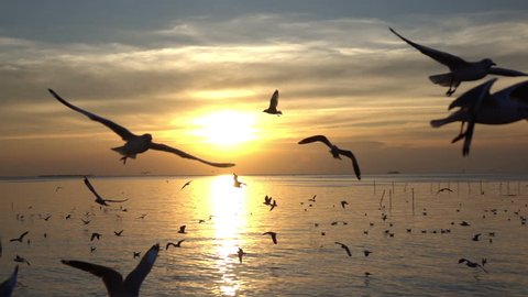 Bird flying on blue sky in sunset, slow motion shot.