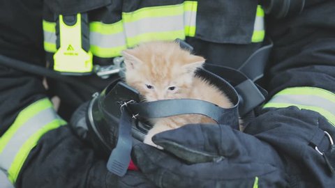 firefighter saves kitten