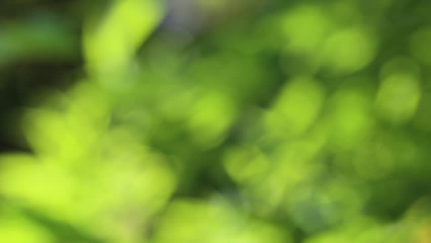 Featured image of post Blur Background Nature Full Hd / 400 free blurry background images pixabay.