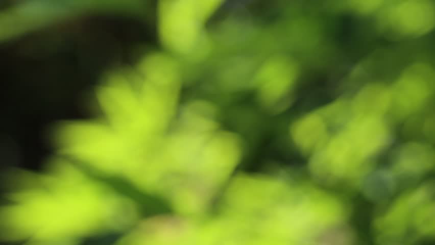 Green Nature Blur Background. Beautiful Stock Footage Video (100%