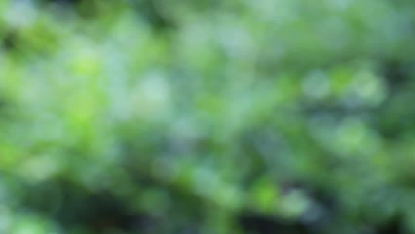 Green Nature Blur Background. Beautiful Stock Footage Video (100%
