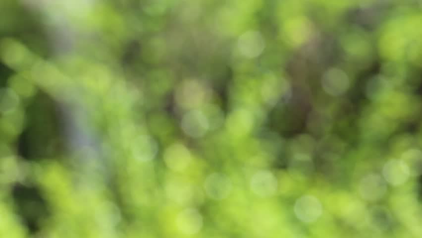 Green Nature Blur Background. Beautiful Stock Footage Video (100%