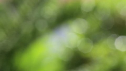 Green Nature Blur Background Beautiful Greenery Stock Footage Video ...