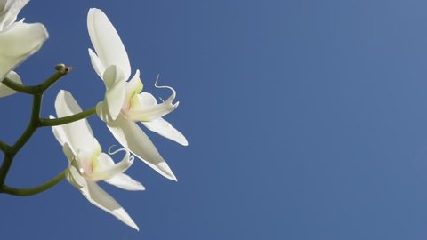 Close-up white orchid plant against blue sky slow-mo 1080p FullHD footage - Orchidaceae Asparagales flower details slow motion 1920X1080 HD video