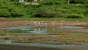 Long shot of pink flamingos feeding at salt lake in Bonaire