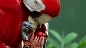 Closeup shot of Scarlet Macaw parrot eating seed in Cartagena, Colombia