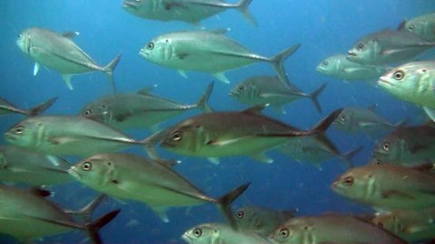 A huge school of Trevally circle the camera on Australia's Great Barrier Reef.